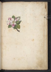 添加 MS 22333 f61r，《花朵》，选自《罗马国家植物画作》，约 1564-84 年（纸面水彩和水粉画） 作者 赫拉尔多·西博
