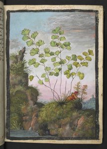 Adiantum capillus-veneris，选自 Gherardo Cibo 的 "罗马各州的植物画"，Add MS 22333，f017r，约 1564-84 年（纸面水彩和水粉画）。 作者 赫拉尔多·西博