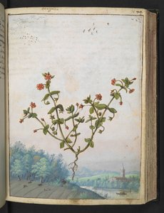 Anagalis arvensis：一种开红花的植物，选自杰拉尔多-西博的 "罗马国家植物画"，Add MS 22333，f074r，约 1564-84 年（纸面水彩和水粉画） 作者 赫拉尔多·西博