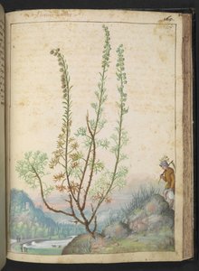 南木蒿，选自 Gherardo Cibo 的 "罗马各州的植物画"，Add MS 22333，f157r，约 1564-84 年（纸面水彩和水粉画 作者 赫拉尔多·西博