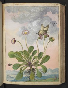 Bellis perennis，选自 Gherardo Cibo 的 "罗马各州的花卉画"，Add MS 22333，f067r，约 1564-84 年（纸面水彩和水粉画） 作者 赫拉尔多·西博