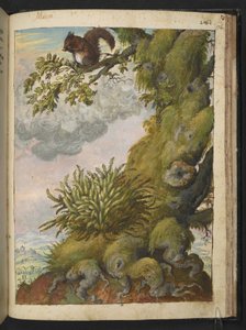 苔藓和坐在树枝上的松鼠，选自 Gherardo Cibo 的 "罗马各州的植物画"，Add MS 22333，f172r，约 1564-84 年（纸面水彩和水粉画 作者 赫拉尔多·西博