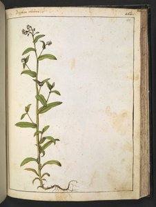Buglossa, Anchusa azurea (Loddon Royalist)，选自 Gherardo Cibo 的 "罗马国家植物画"，Add MS 22333，f153r，约 1564-84 年（纸面水彩和水粉画）。 作者 赫拉尔多·西博