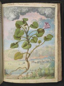 Calystegia soldanella，选自 Gherardo Cibo 的 "罗马各州的植物画"，Add MS 22333，f150r，约 1564-84 年（纸面水彩和水粉画）。 作者 赫拉尔多·西博