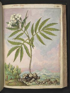 Cardamine heptaphylla，选自 Gherardo Cibo 的 "罗马各州的植物画"，Add MS 22333，f127r，约 1564-84 年（纸面水彩和水粉画） 作者 赫拉尔多·西博