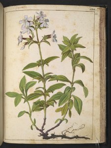 皂草科：粉红科开花植物属，选自 Gherardo Cibo 的 "罗马各州的植物画"，Add MS 22333，f164r，约 1564-84 年（纸面水彩和水粉画）。