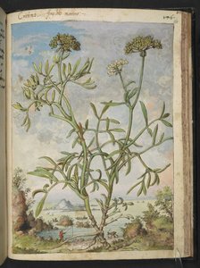 Crithmum maritimum，可能是 Crithmum，选自 Gherardo Cibo 的 "罗马国家植物画作"，Add MS 22333，f168r，约 1564-84 年（纸面水彩和水粉画）。 作者 赫拉尔多·西博