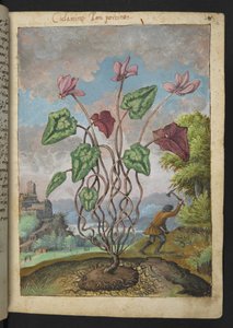 Cyclamen hederifolium，选自 Gherardo Cibo 的 "罗马各州的植物画"，Add MS 22333，f012r，约 1564-84 年（纸面水彩和水粉画）。 作者 赫拉尔多·西博
