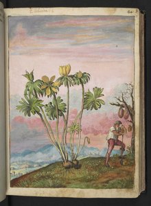 Eranthis hyemalis，选自 Gherardo Cibo 的 "罗马国家的植物画"，Add MS 22333，f038r，约 1564-84 年（纸面水彩和水粉画）。 作者 赫拉尔多·西博