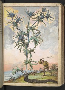 Eryngium maritimum，选自 Gherardo Cibo 的 "罗马各州的植物画"，Add MS 22333，f047r，约 1564-84 年（纸面水彩和水粉画）。 作者 赫拉尔多·西博