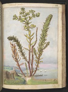 Euphorbia paralias，选自 Gherardo Cibo 的 "罗马国家植物画"，Add MS 22333，f155r，约 1564-84 年（纸面水彩和水粉画）。