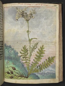 Filipendula vulgari，选自 Gherardo Cibo 的 "罗马各州的植物画"，Add MS 22333，f146r，约 1564-84 年（纸面水彩和水粉画）。 作者 赫拉尔多·西博