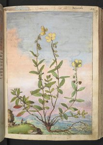 Helianthemum nummularium，选自 Gherardo Cibo 的 "罗马国家植物画"，Add MS 22333，f055r，约 1564-84 年（纸面水彩和水粉画）。 作者 赫拉尔多·西博