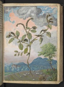 Heliotropium europeanum，选自 Gherardo Cibo 的 "罗马各州的植物画"，Add MS 22333，f044r，约 1564-84 年（纸面水彩和水粉画）。 作者 赫拉尔多·西博