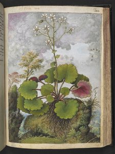 Herba rora：白色花瓣的植物，选自 Gherardo Cibo 的 "罗马国家植物画"，Add MS 22333，f136r，约 1564-84 年（纸面水彩和水粉画）。 作者 赫拉尔多·西博