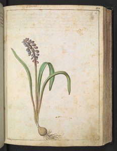 Hyacinthus，选自 Gherardo Cibo 的 "罗马各州的花卉画"，Add MS 22333，f060r，约 1564-84 年（纸面水彩和水粉画） 作者 赫拉尔多·西博