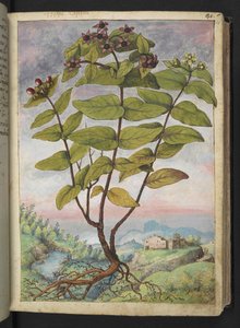 金丝桃，选自 Gherardo Cibo 的 "罗马各州的植物画"，Add MS 22333，f034r，约 1564-84 年（纸面水彩和水粉画）。