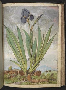 德国鸢尾花，选自杰拉尔多-西博的 "罗马国家的植物画"，Add MS 22333，f148r，约 1564-84 年（纸面水彩和水粉画） 作者 赫拉尔多·西博
