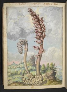 Lathrea squammaria，选自 Gherardo Cibo 的 "罗马各州的植物画"，Add MS 22333，f178v，约 1564-84 年（纸面水彩和水粉画）。