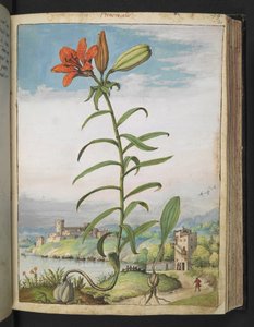 百合花：红色花瓣的植物，选自 Gherardo Cibo 的 "罗马国家植物画"，Add MS 22333，f080r，约 1564-84 年（纸面水彩和水粉画） 作者 赫拉尔多·西博