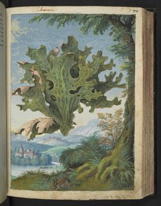 Lobaria pulmonaria（肺草），选自 Gherardo Cibo 的 "罗马国家植物画"，Add MS 22333，f071r，约 1564-84 年（纸面水彩和水粉画）。
