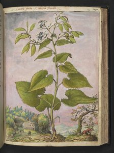Lunaria redivivia，选自 Gherardo Cibo 的 "罗马各州的植物画"，Add MS 22333，f124r，约 1564-84 年（纸面水彩和水粉画）。 作者 赫拉尔多·西博
