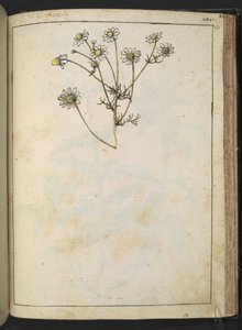 洋甘菊（Matricaria chamomilla），选自 Gherardo Cibo 的 "罗马各州的植物画"，Add MS 22333，f163r，约 1564-84 年（纸面水彩和水粉画） 作者 赫拉尔多·西博