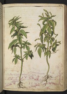 Mercurialis annua，选自 Gherardo Cibo 的 "罗马各州的植物画"，Add MS 22333，f056r，约 1564-84 年（纸质水彩和水粉画） 作者 赫拉尔多·西博