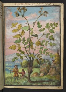 Oenanthe crocata，选自 Gherardo Cibo 的 "罗马各州的植物画"，Add MS 22333，f008r，约 1564-84 年（纸面水彩和水粉画）。 作者 赫拉尔多·西博