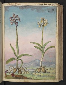 苍兰：两种开花植物，选自 Gherardo Cibo 的 "罗马国家植物画"，Add MS 22333，f064r，约 1564-84 年（纸面水彩和水粉画） 作者 赫拉尔多·西博