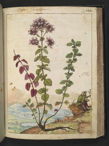 Origanum vulgare，选自 Gherardo Cibo 的 "罗马各州的植物画"，Add MS 22333，f130r，约 1564-84 年（纸面水彩和水粉画）。 作者 赫拉尔多·西博