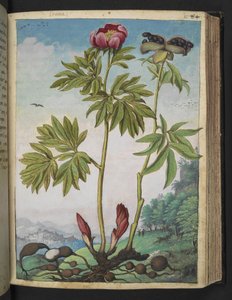 Paeonia officinalis，选自 Gherardo Cibo 的 "罗马各州的植物画"，Add MS 22333，f085r，约 1564-84 年（纸面水彩和水粉画）