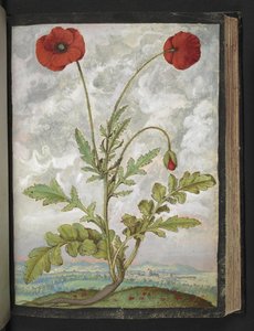 Papaver rhoeas（罂粟花），选自 Gherardo Cibo 的 "罗马各州的植物画"，Add MS 22333，f107r，约 1564-84 年（纸面水彩和水粉画） 作者 赫拉尔多·西博