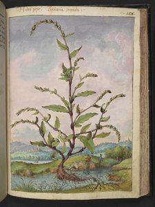 Persicaria hydropiper，选自 Gherardo Cibo 的 "罗马国家植物画"，Add MS 22333，f152r，约 1564-84 年（纸面水彩和水粉画）。 作者 赫拉尔多·西博