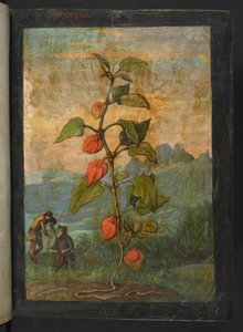 Physalis alkekengi：开红花的植物，选自 Gherardo Cibo 的 "罗马国家植物画"，Add MS 22333，f004r，约 1564-84 年（纸面水彩和水粉画） 作者 赫拉尔多·西博