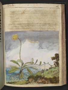 Pilosella officinarum，选自 Gherardo Cibo 的 "罗马各州的植物画"，Add MS 22333，f138r，约 1564-84 年（纸面水彩和水粉画）。 作者 赫拉尔多·西博
