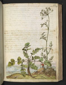 Pimpinella saxifraga，选自 Gherardo Cibo 的 "罗马国家植物画"，Add MS 22333，f101r，约 1564-84 年（纸面水彩和水粉画）。 作者 赫拉尔多·西博
