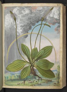 媒质车前草，选自杰拉尔多-西博的 "罗马国家的植物画"，Add MS 22333，f050r，约 1564-84 年（纸面水彩和水粉画） 作者 赫拉尔多·西博