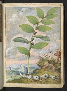 玉竹：一种植物。拿着镐的男子，选自 Gherardo Cibo 的 "罗马国家植物画"，Add MS 22333，f025r，约 1564-84 年（纸面水彩和水粉画）