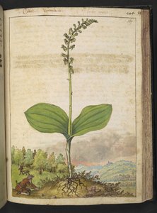可能是 Ophrys apifera（蜂兰），选自 Gherardo Cibo 的 "罗马国家的植物画"，Add MS 22333，f139r，约 1564-84 年（纸面水彩和水粉画）