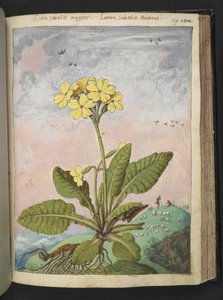 报春花（Primula eliator）：黄色花瓣的植物。选自杰拉尔多-西博的 "罗马各州的植物画"，Add MS 22333，f129r，约 1564-84 年（纸面水彩和水粉画） 作者 赫拉尔多·西博