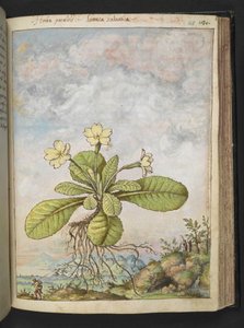 报春花，选自 Gherardo Cibo 的 "罗马各州的花卉画"，Add MS 22333，f128r，约 1564-84 年（纸面水彩和水粉画）。 作者 赫拉尔多·西博