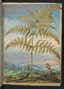 蕨类植物：蕨类植物，选自 Gherardo Cibo 的 "罗马国家植物画"，Add MS 22333，f020r，约 1564-84 年（纸面水彩和水粉画） 作者 赫拉尔多·西博