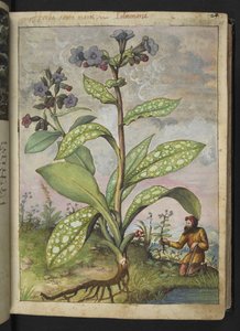 Pulmonaria officinalis，选自 Gherardo Cibo 的 "罗马各州的植物画"，Add MS 22333，f028r，约 1564-84 年（纸面水彩和水粉画）。 作者 赫拉尔多·西博