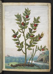 Ruscus aculeatus：一种结红色浆果的植物，选自 Gherardo Cibo 的 "罗马国家植物画"，Add MS 22333，f023r，约 1564-84 年（纸面水彩和水粉画）。