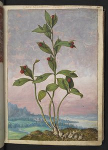 Ruscus hypoglossum：一种结红色浆果的植物，选自 Gherardo Cibo 的 "罗马国家植物画"，Add MS 22333，f024r，约 1564-84 年（纸面水彩和水粉画）