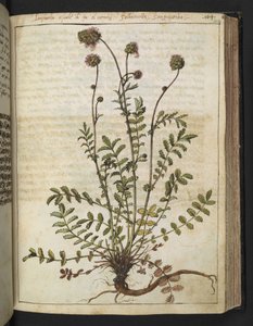 Sanguisorba minor，选自 Gherardo Cibo 的 "罗马国家植物画"，Add MS 22333，f102r，约 1564-84 年（纸面水彩和水粉画）。 作者 赫拉尔多·西博