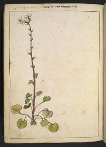 Saxifraga bianca，白色花瓣的高山花卉，选自 Gherardo Cibo 的 "罗马各州的植物画"，Add MS 22333，f180v，约 1564-84 年（纸面水彩和水粉画）。 作者 赫拉尔多·西博