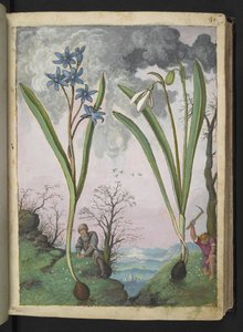 Scilla bifolia 和 Galanthus nivalis，选自 Gherardo Cibo 的 "罗马各州的花卉画"，Add MS 22333，f035r，约 1564-84 年（纸面水彩和水粉画）。