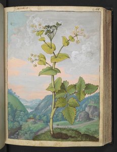 Smyrnium olusatrum，选自 Gherardo Cibo 的 "罗马各州的植物画"，Add MS 22333，f069r，约 1564-84 年（纸面水彩和水粉画）。 作者 赫拉尔多·西博